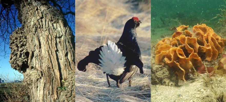 Black poplar, black grouse and coral - examples of biodiversity